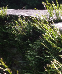 gallery/img_20190615_160050659_bearb